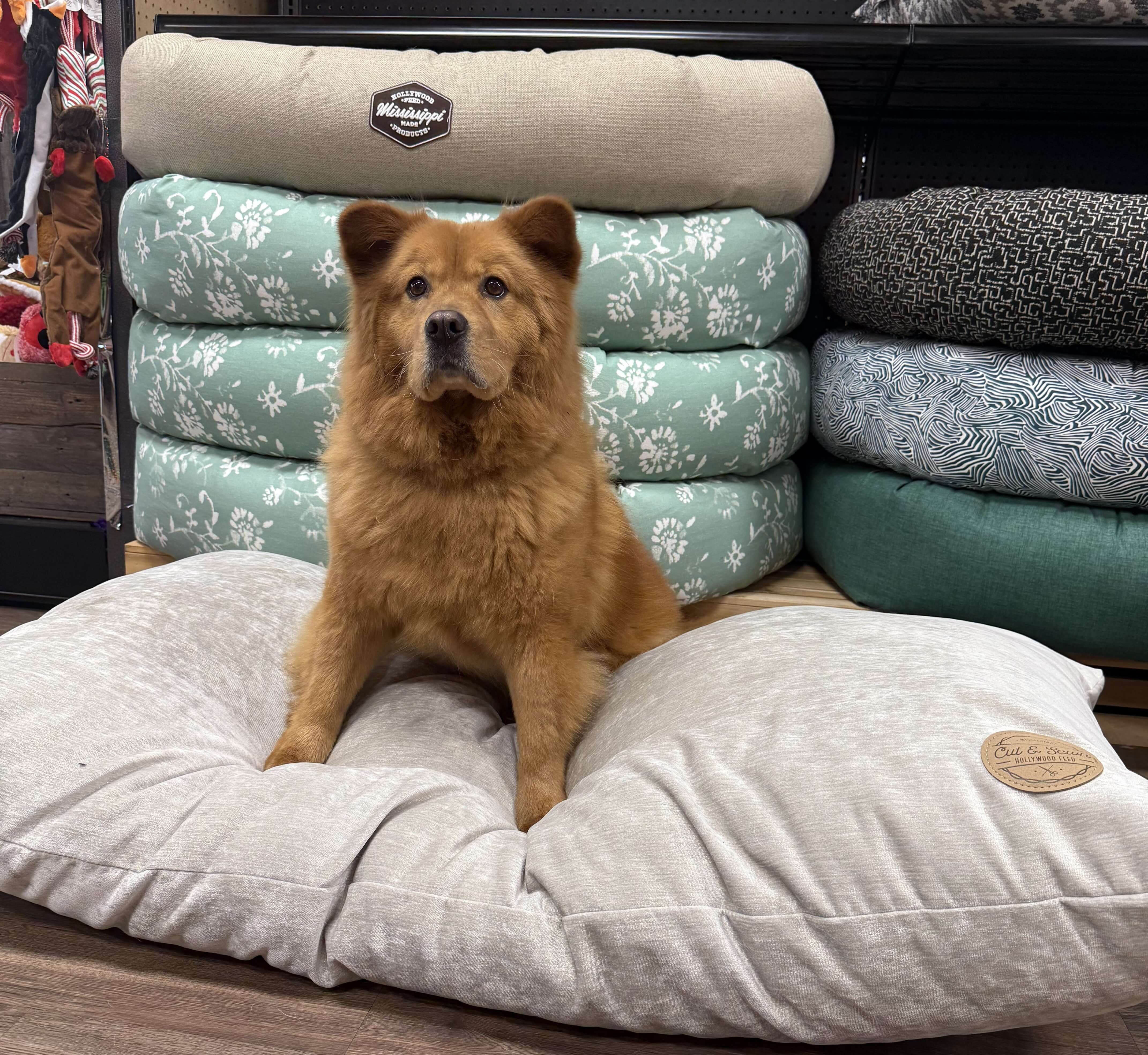 Dog Bed - Pillow Bed - Large