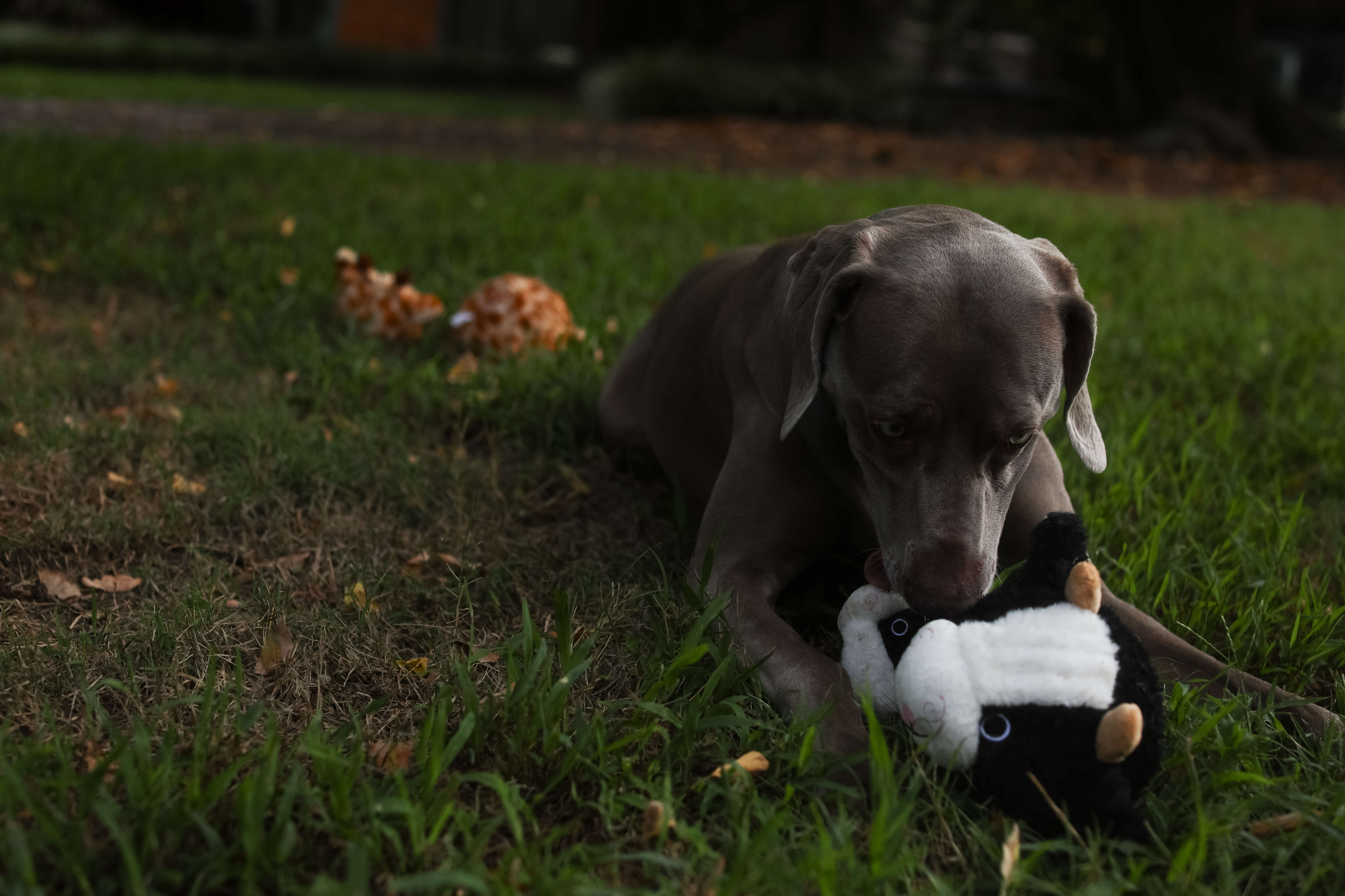 Dog Toy - Nubbie Buddies