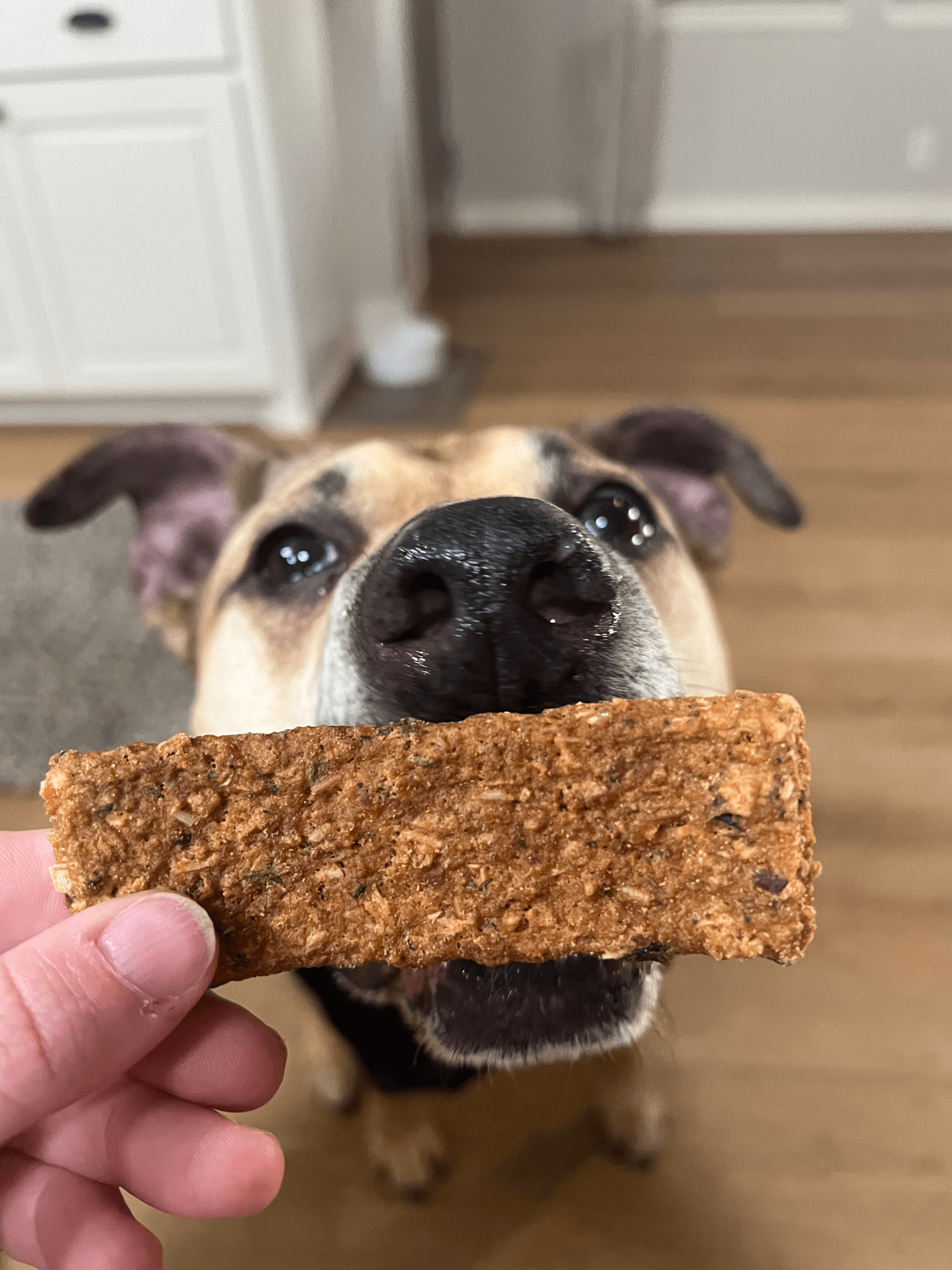 Dog Treat