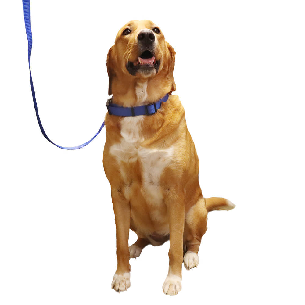 Nylon Dog Leash