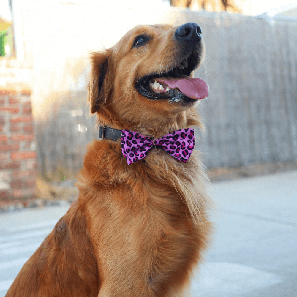 Huxley & Kent - Pet Bow Tie