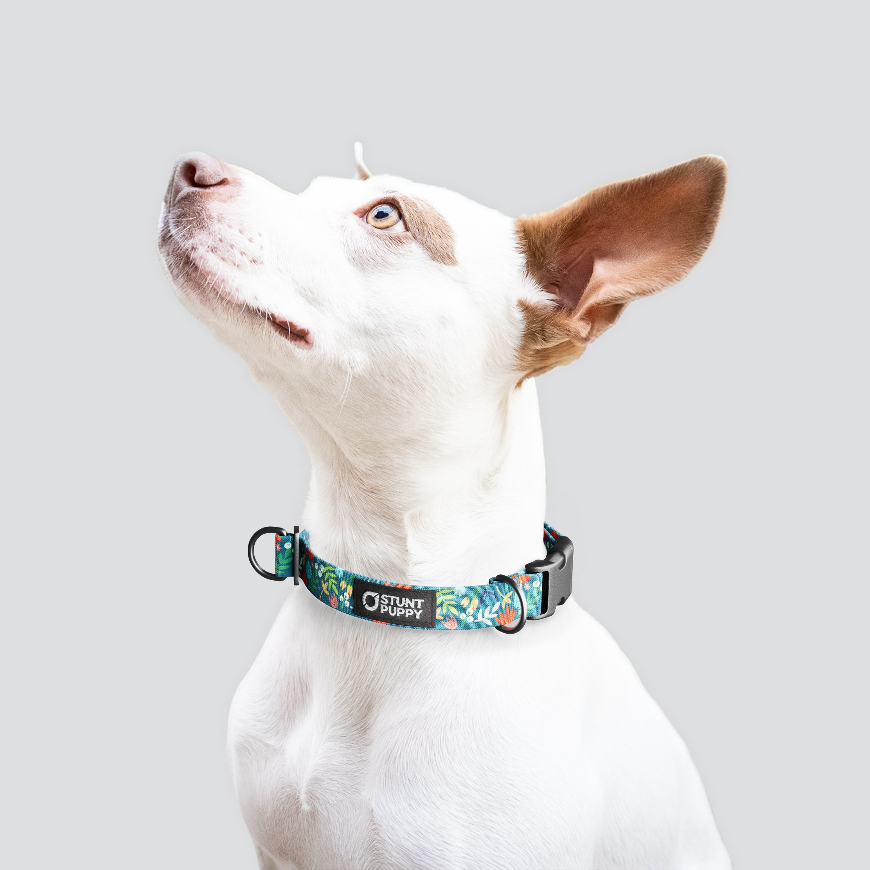 Stunt Puppy-Frolic Fall Everyday Collar