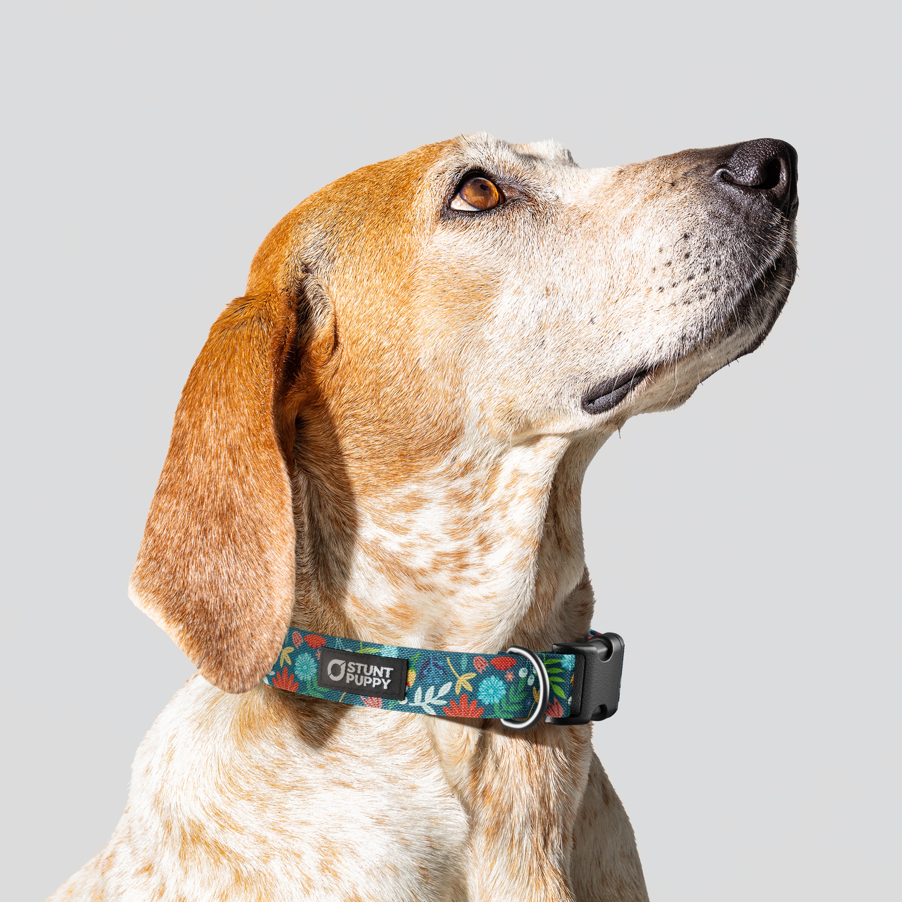 Stunt Puppy-Frolic Fall Everyday Collar