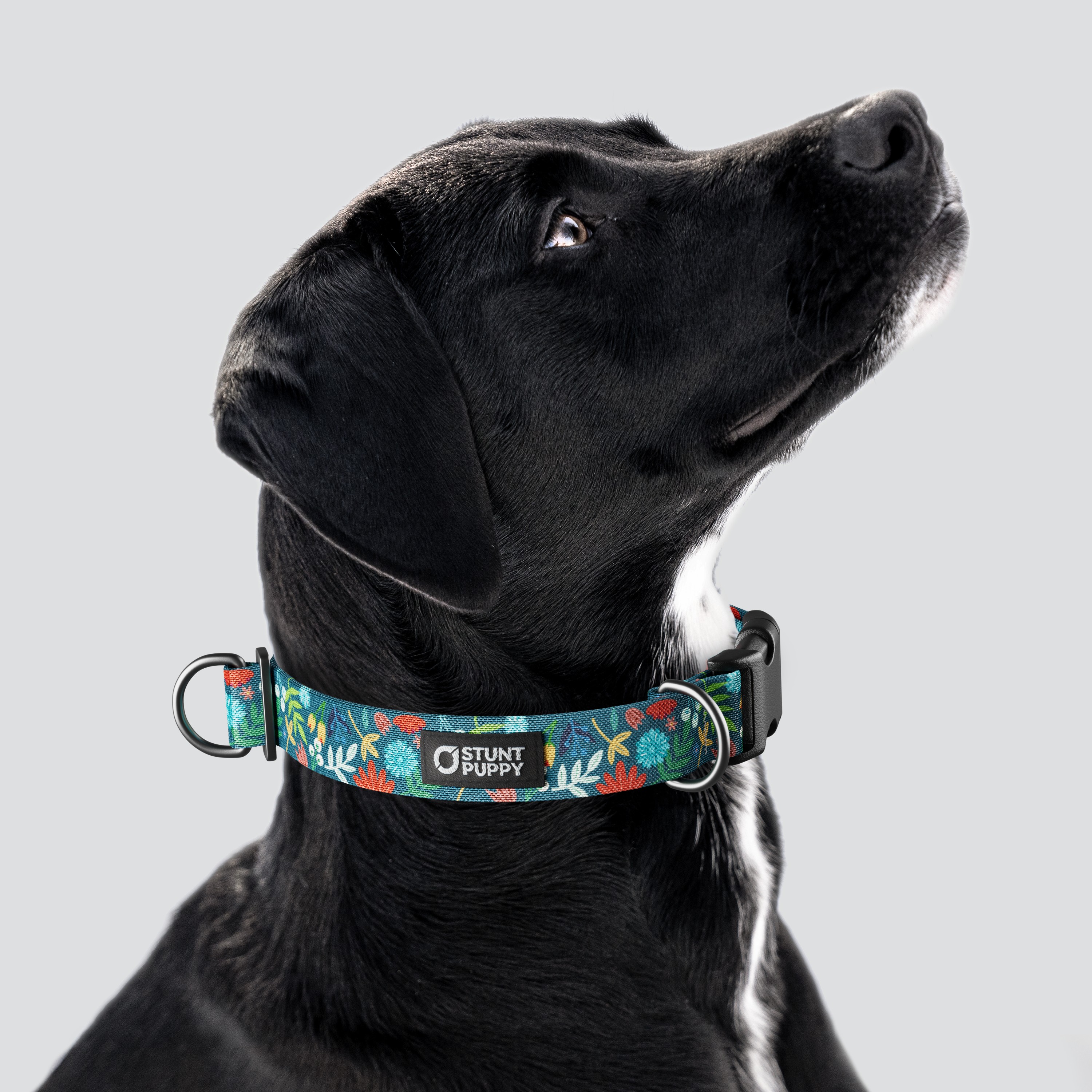 Stunt Puppy-Frolic Fall Everyday Collar