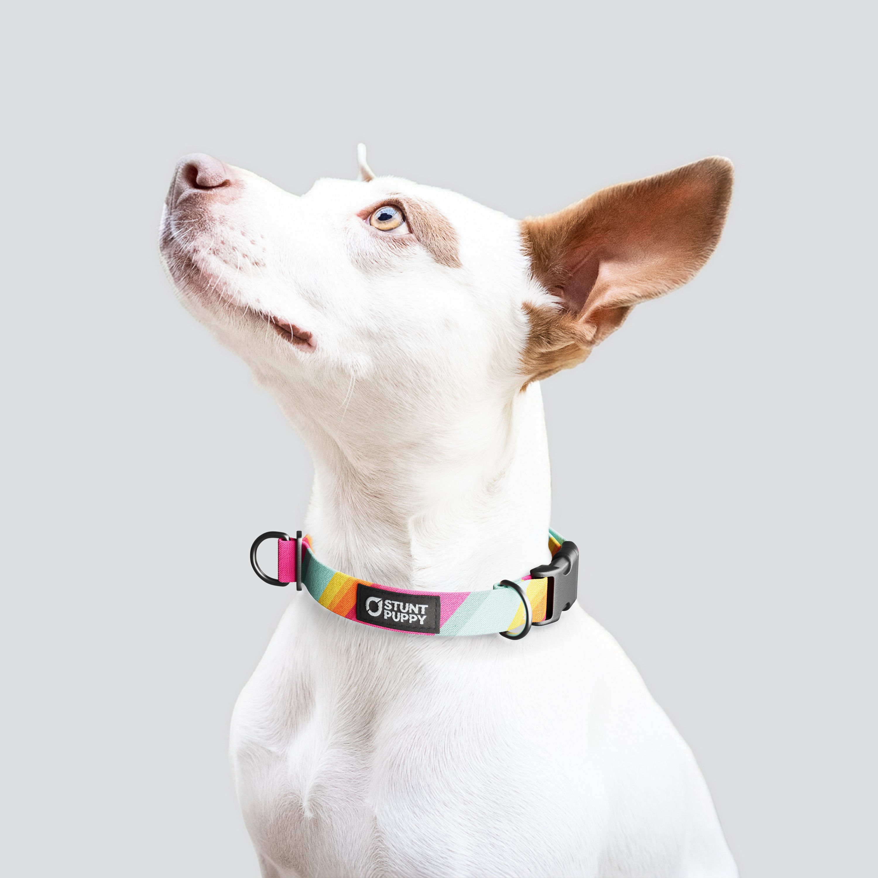Stunt Puppy-All Are Welcome Here Everyday Collar