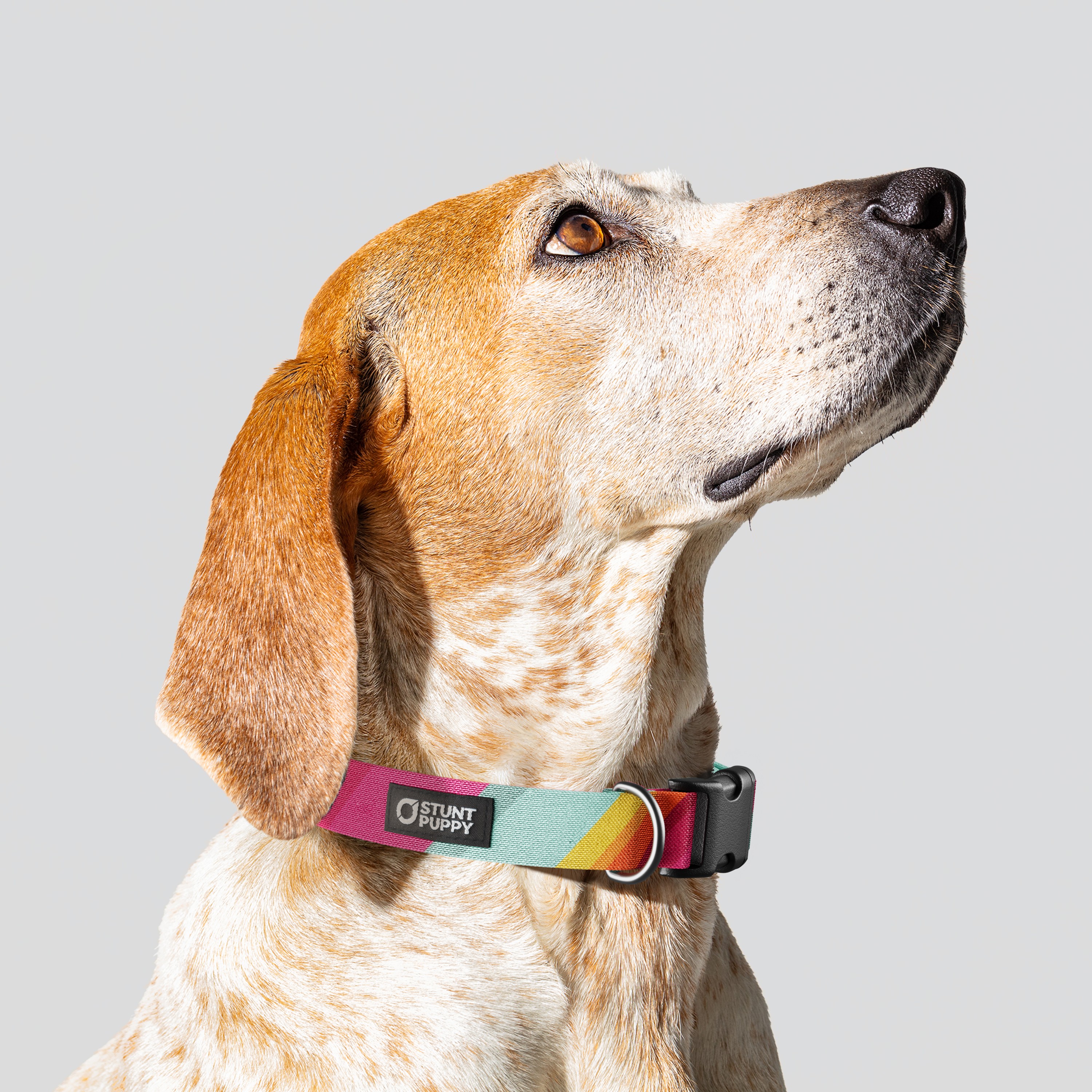 Stunt Puppy-All Are Welcome Here Everyday Collar