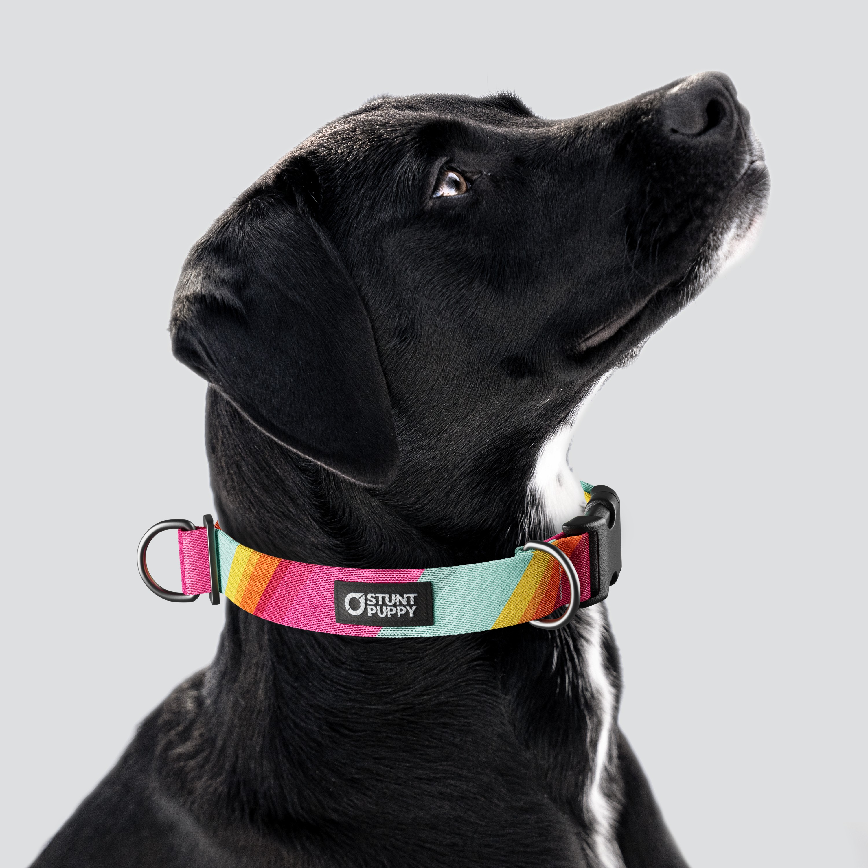 Stunt Puppy-All Are Welcome Here Everyday Collar