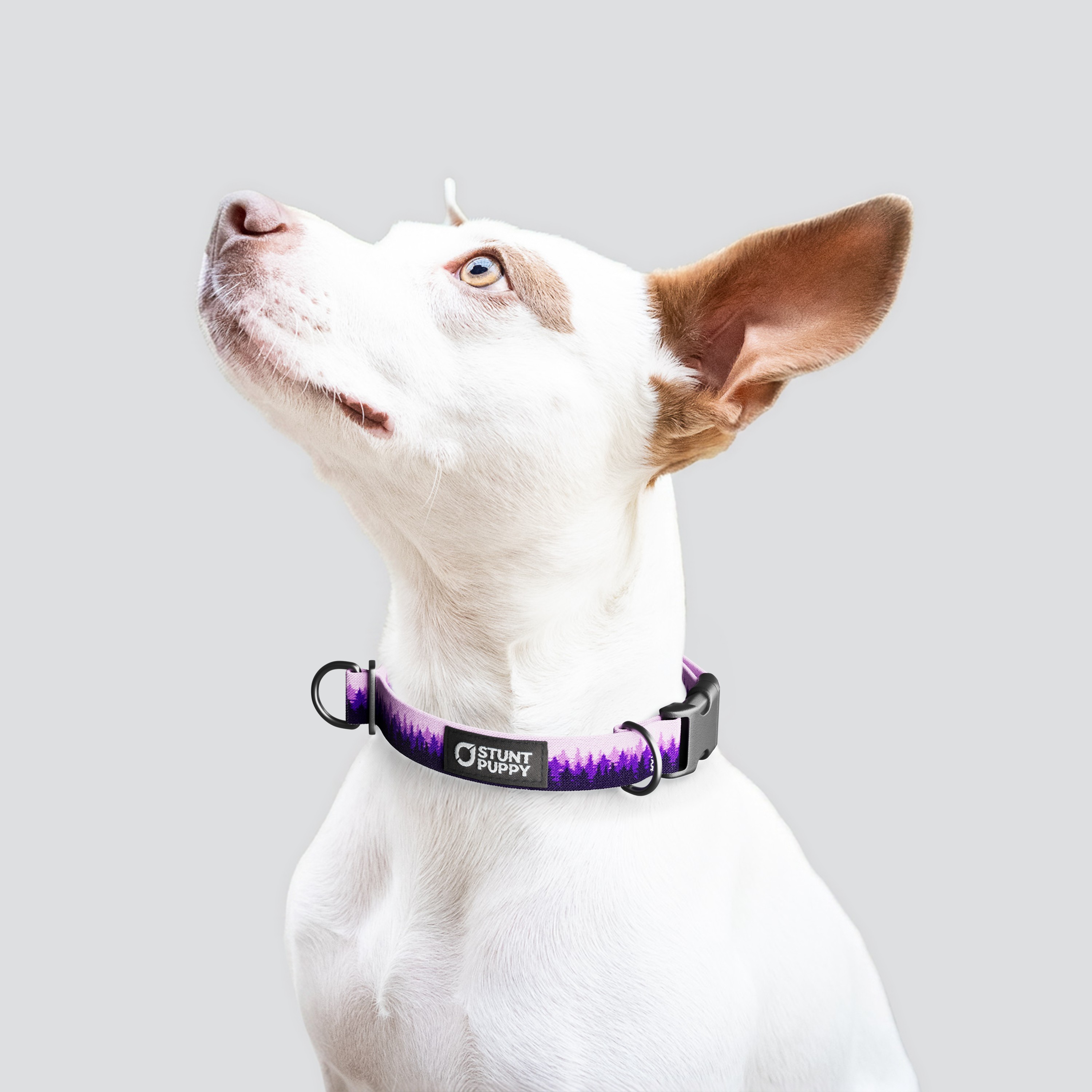 Stunt Puppy-Pines Purple Everyday Collar