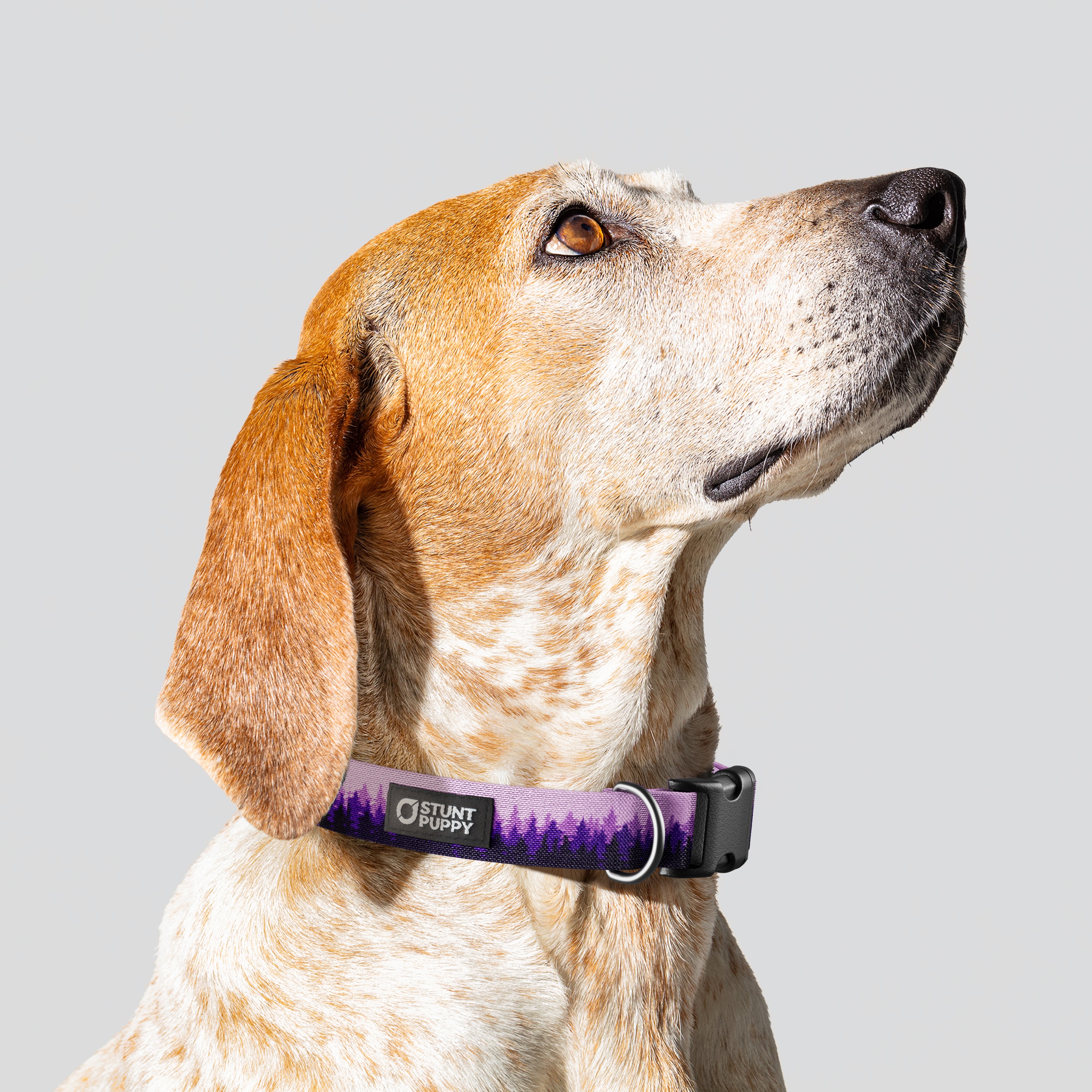 Stunt Puppy-Pines Purple Everyday Collar