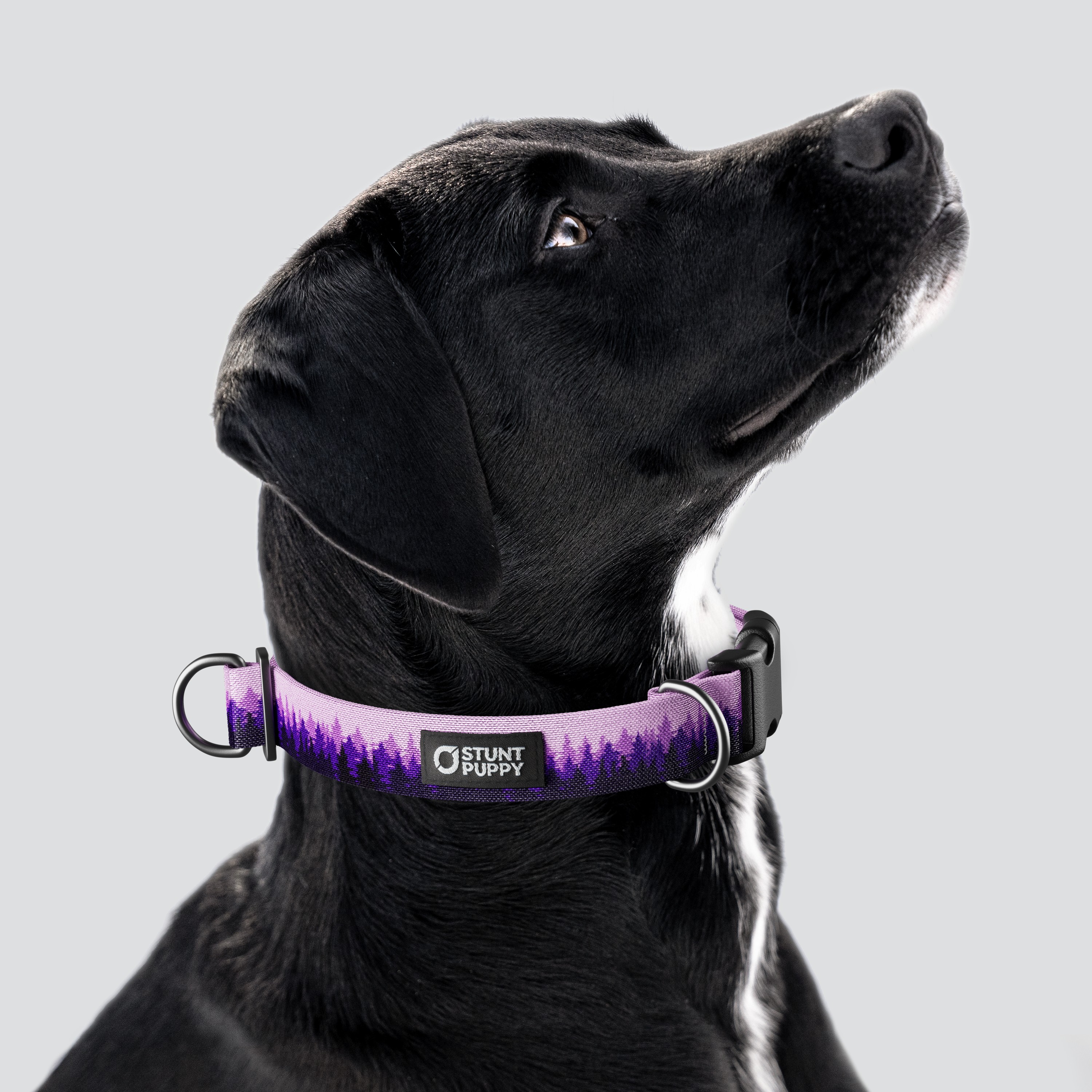 Stunt Puppy-Pines Purple Everyday Collar
