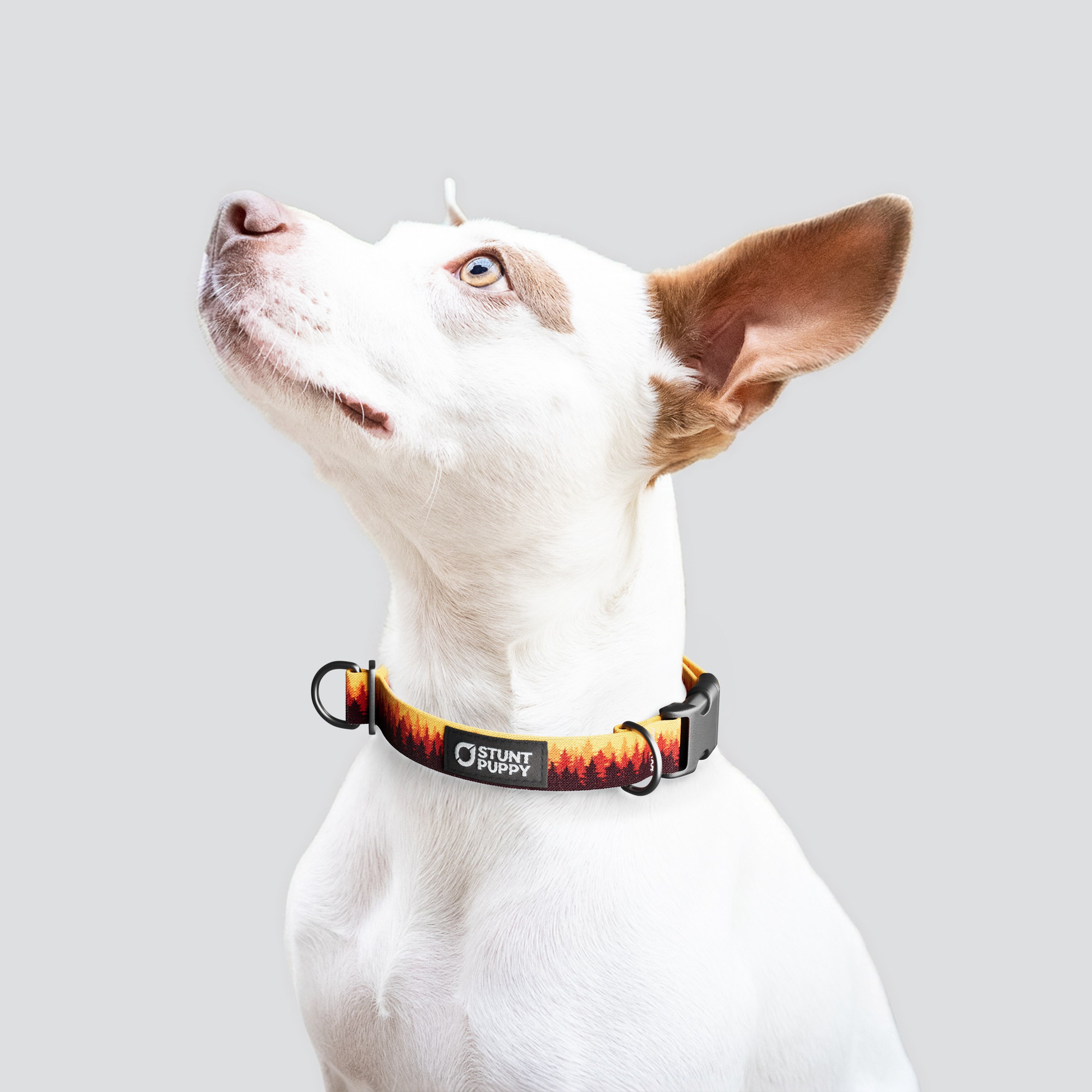 Stunt Puppy-Pines Orange Everyday Collar