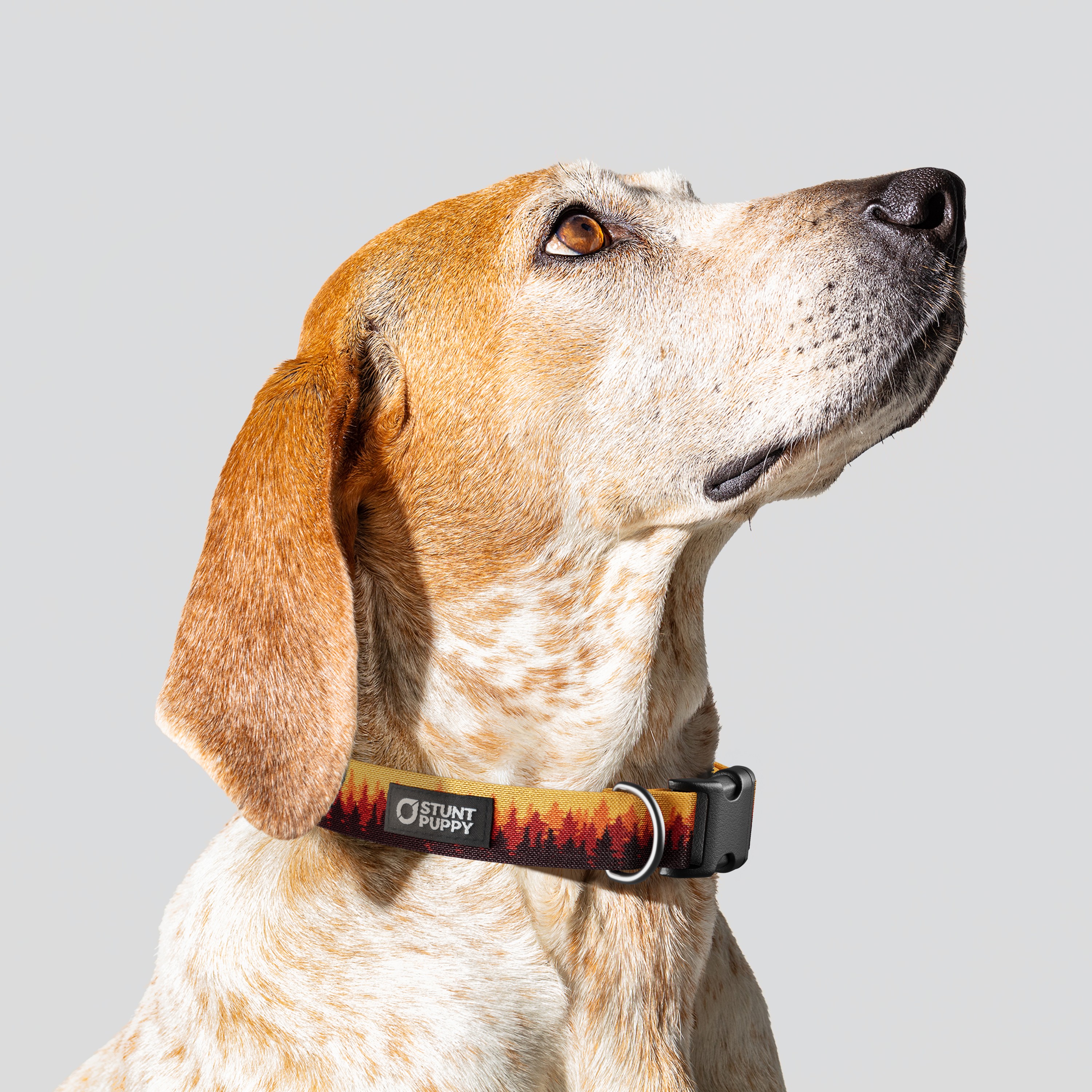 Stunt Puppy-Pines Orange Everyday Collar