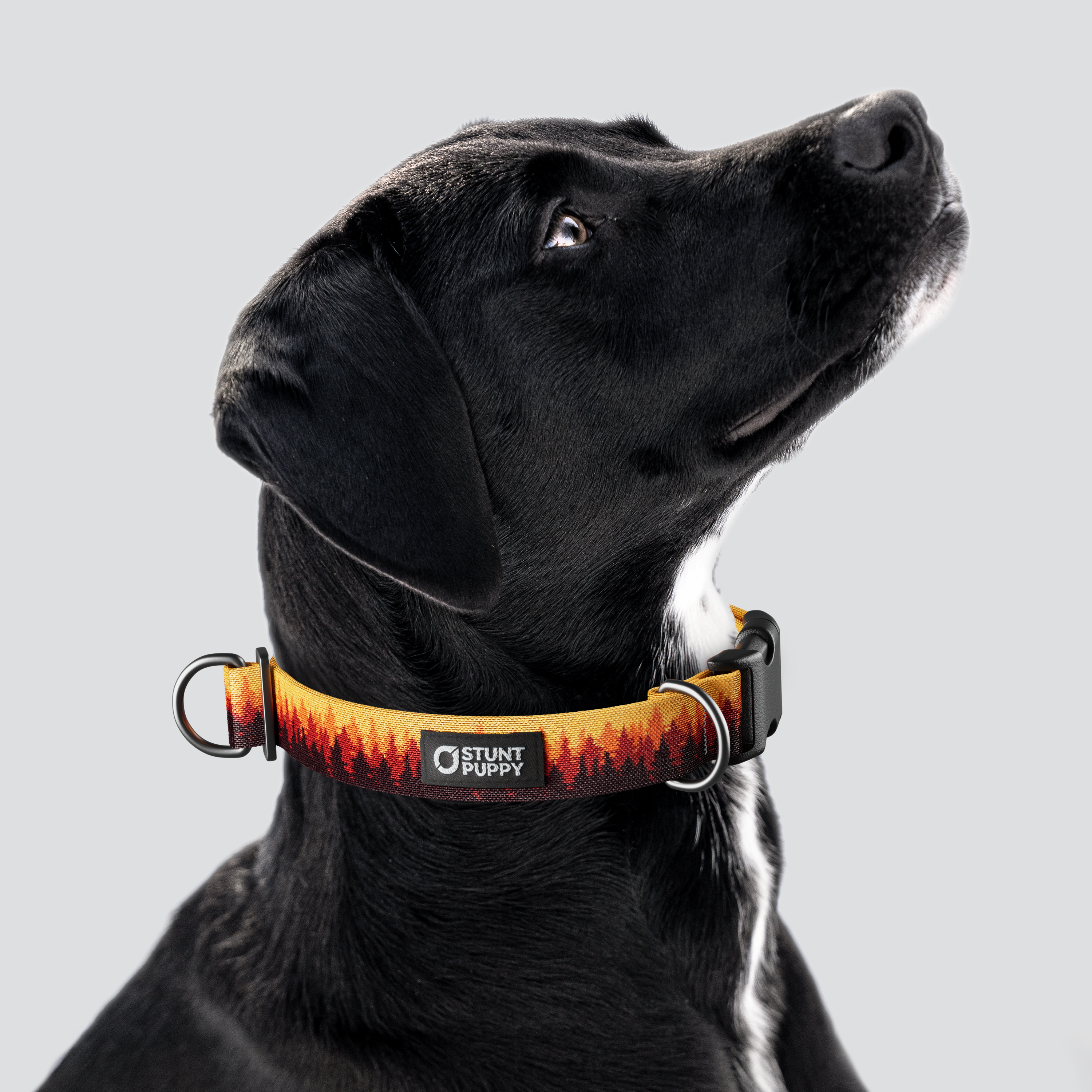 Stunt Puppy-Pines Orange Everyday Collar