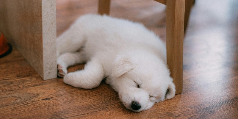 puppy