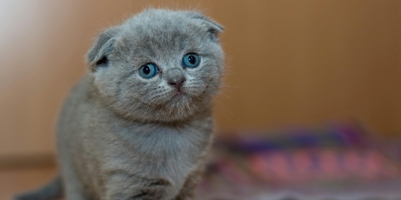 kitten