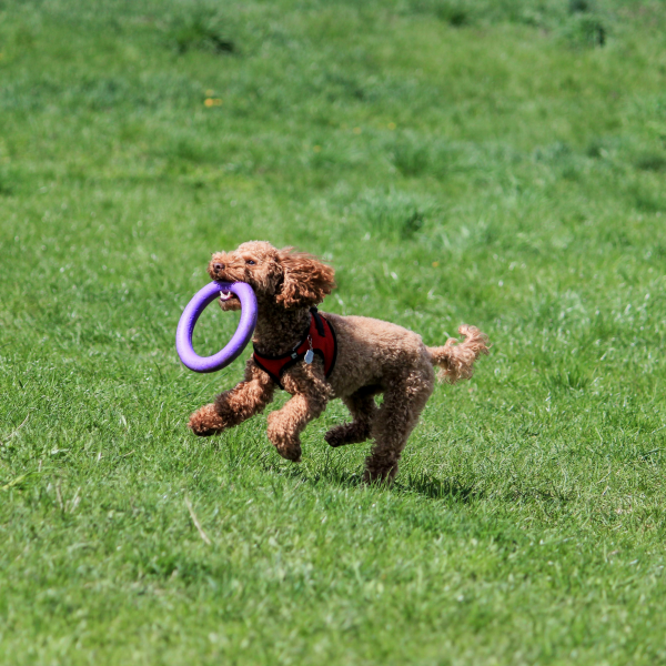 Dog Toys