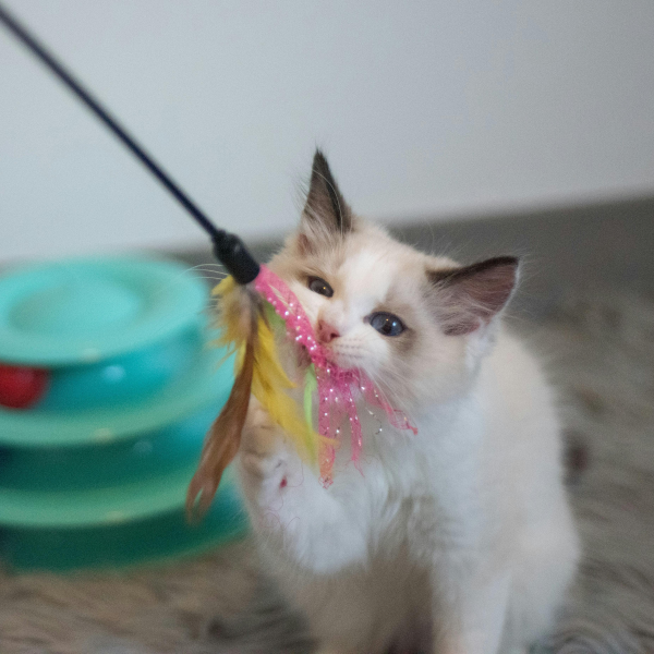 Cat Toys