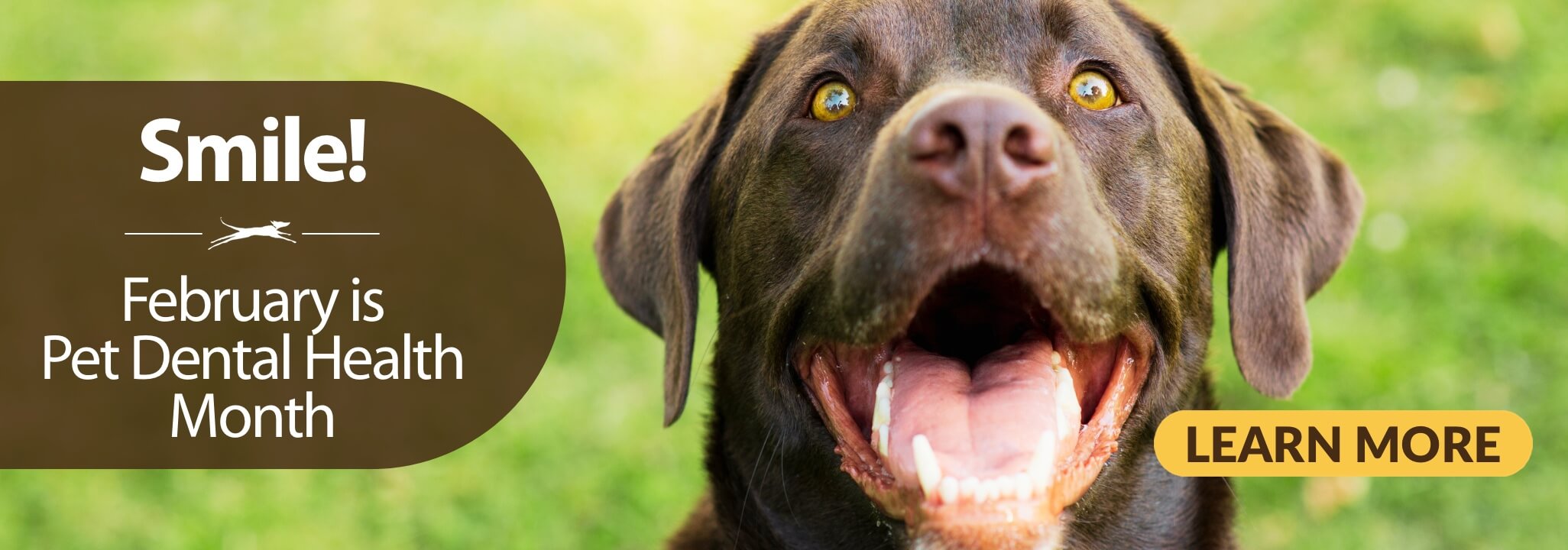 photo of chocolate lab smiling with caption Smile - February is Pet Dental Health Month Learn more