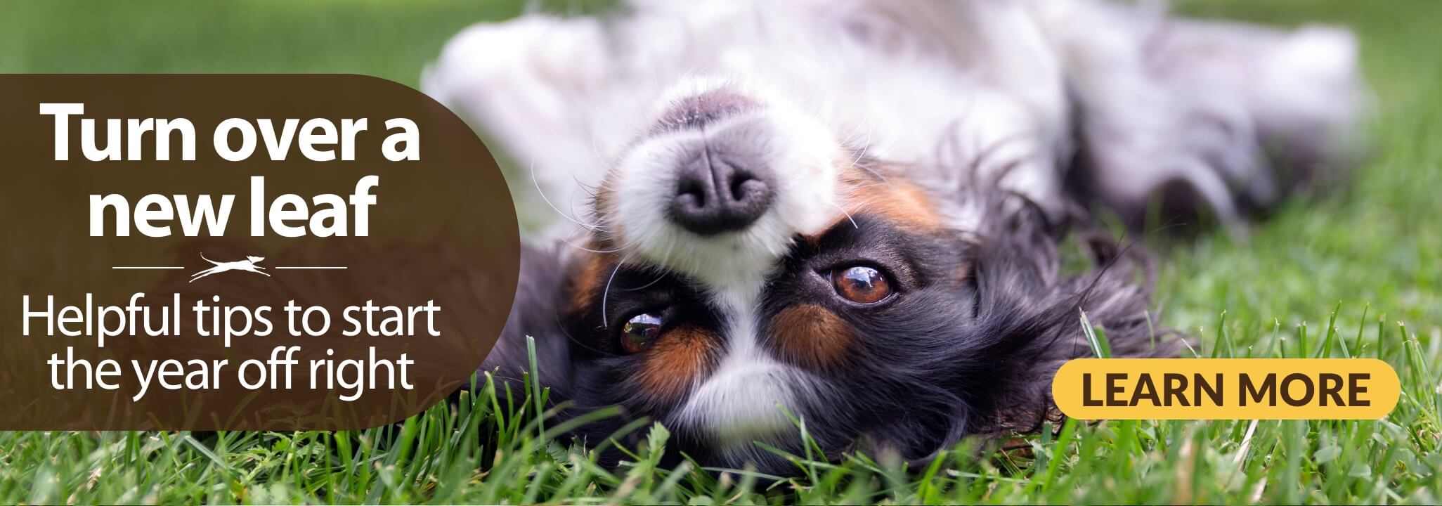 photo of Cavalier King Charles Spaniel lying on its back on green grass with caption Turn over a new leaf - helpful tips to start the year off right Learn more