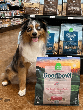 Staff member's mini Aussie sitting in front of Open Farm end cap in store