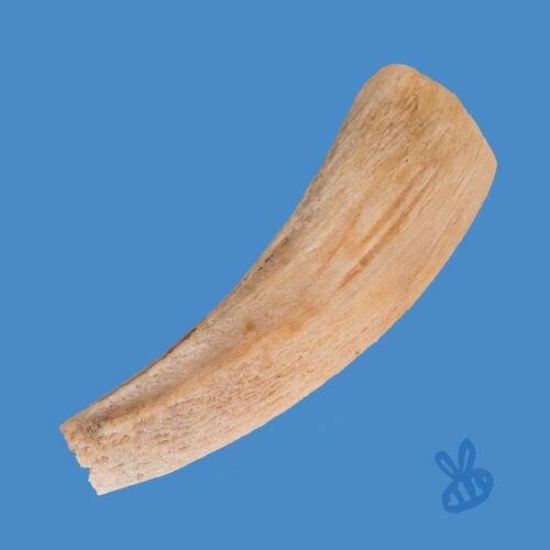 Honey I'm Home Honey Coated Buffalo Horn Core