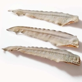 Shark Tail