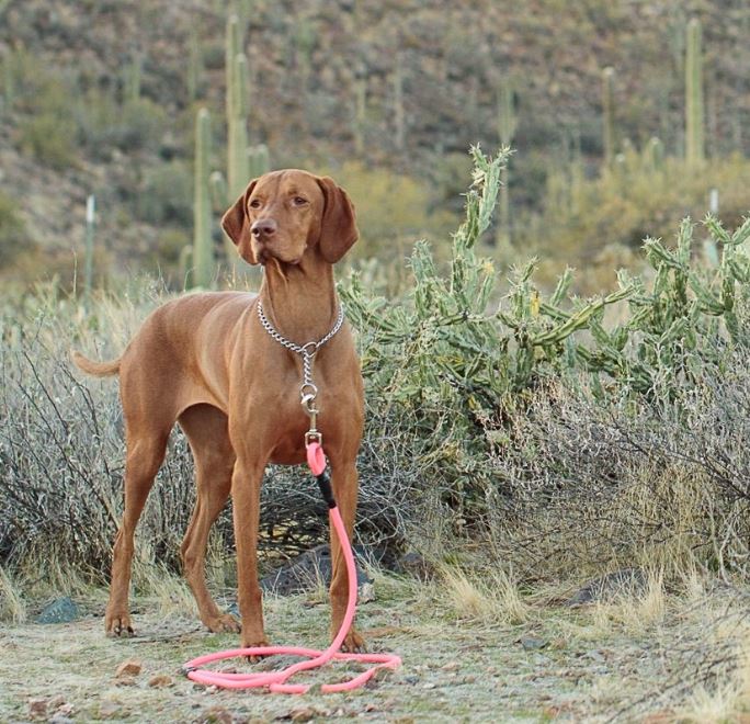 Mountain Dog Rope Leash-6' Original Clip Leash