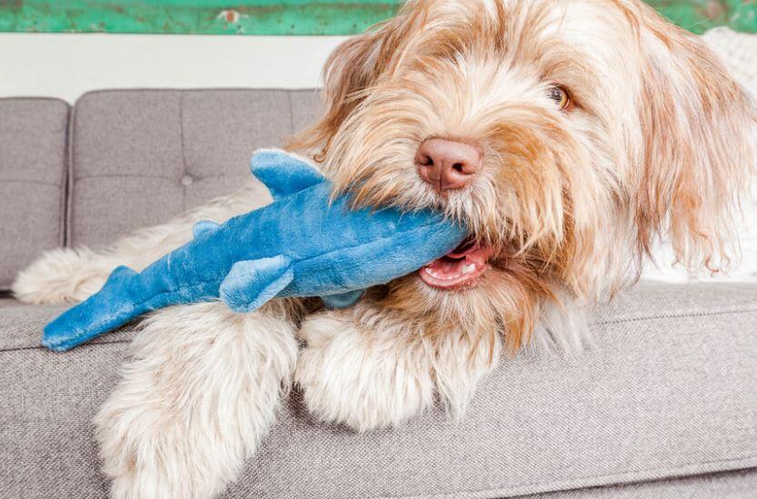 Tank Shark with pup.