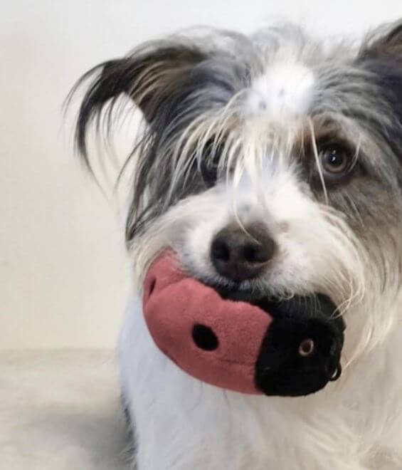 Lady Bug with pup.