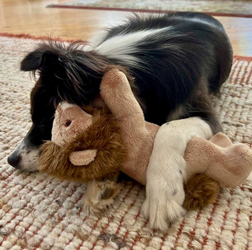 Leo Lion with pup.