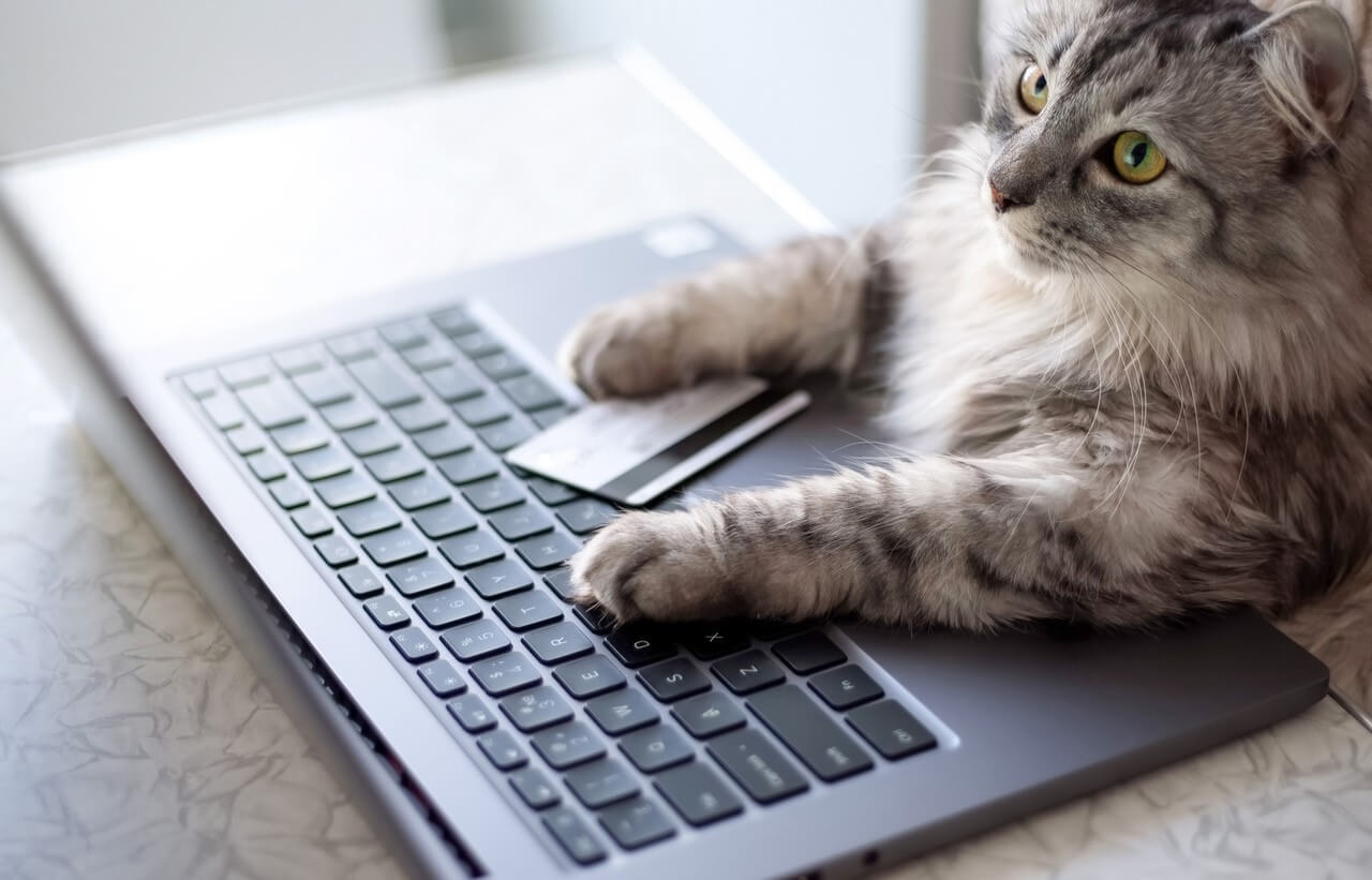 cat-ordering-online