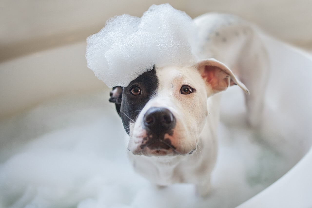 dog-wash