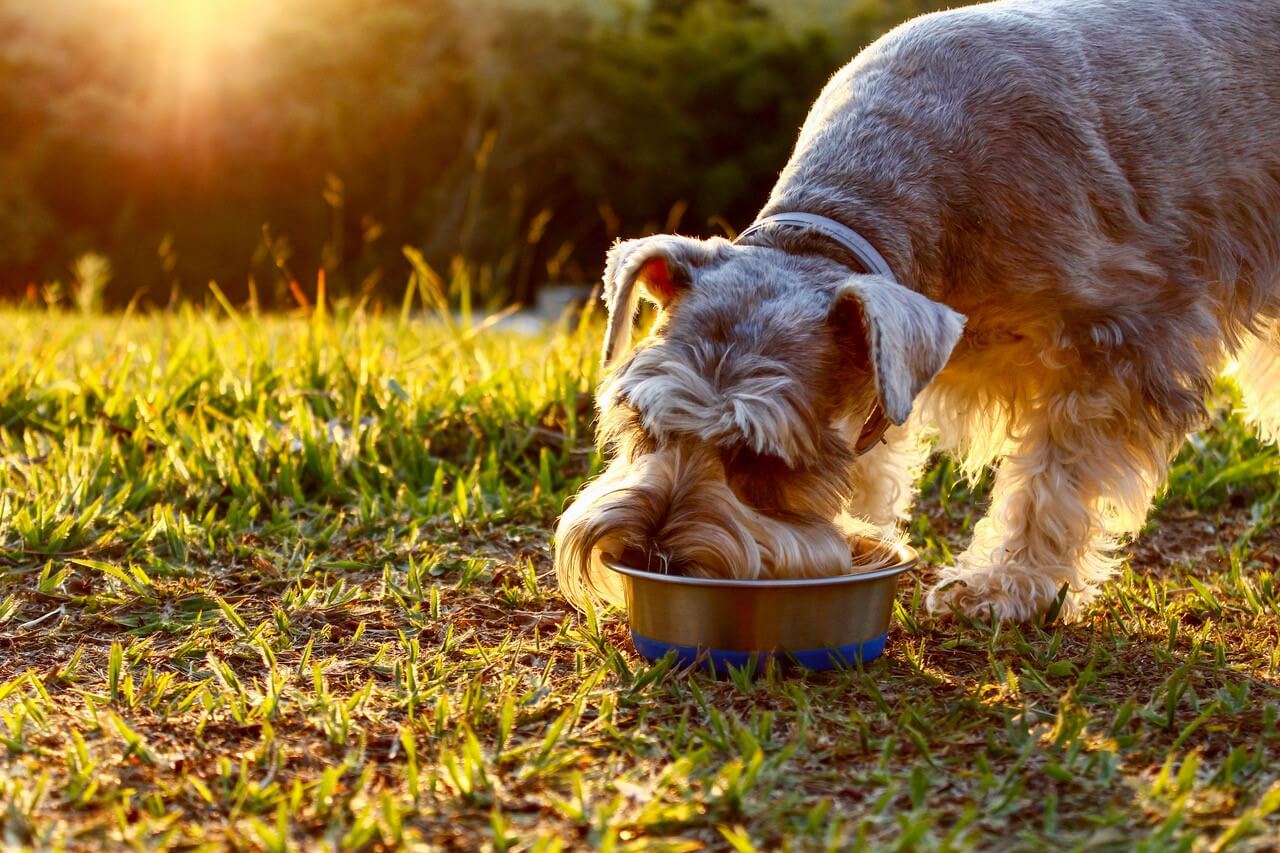 pet nutrition